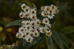 Anaphalis triplinervis